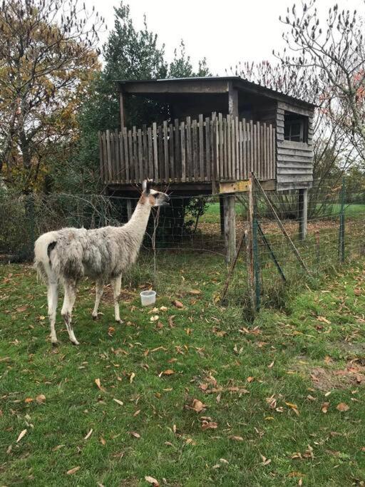 La Fermette Aux Lamas Savigny-Lévescault Екстериор снимка